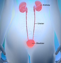 ayurvedic treatment for urinary tract infection