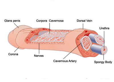 AGNI PANACEA AYURVEDA