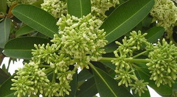 Nasya ayurvedic treatment in kerala