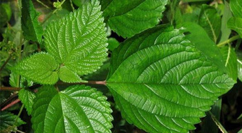 Vamana ayurvedic treatment in kerala